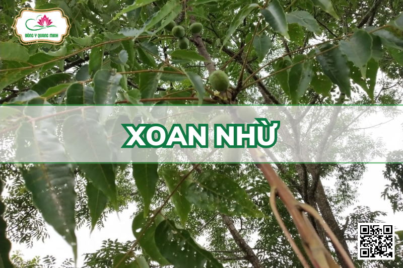 Xoan Nhừ (Sơn Cóc)