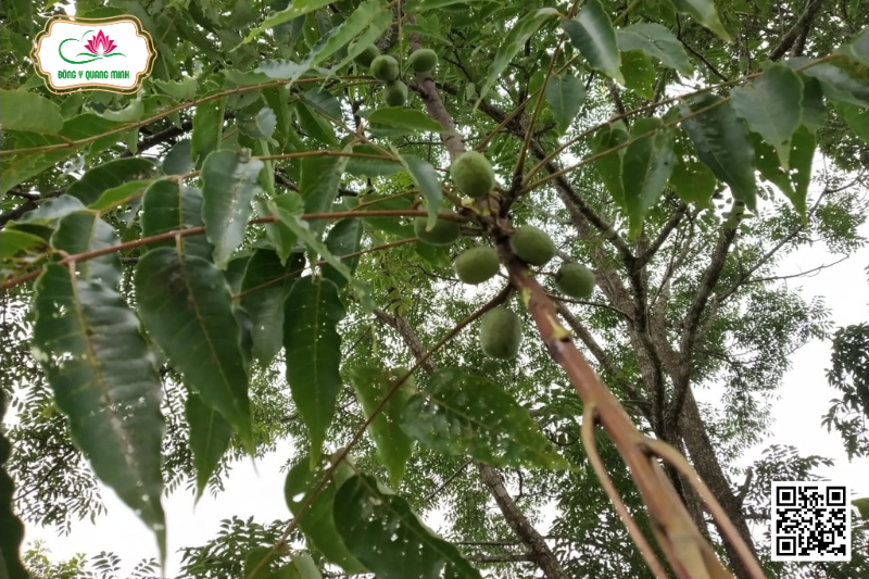 Xoan Nhừ (Sơn Cóc)