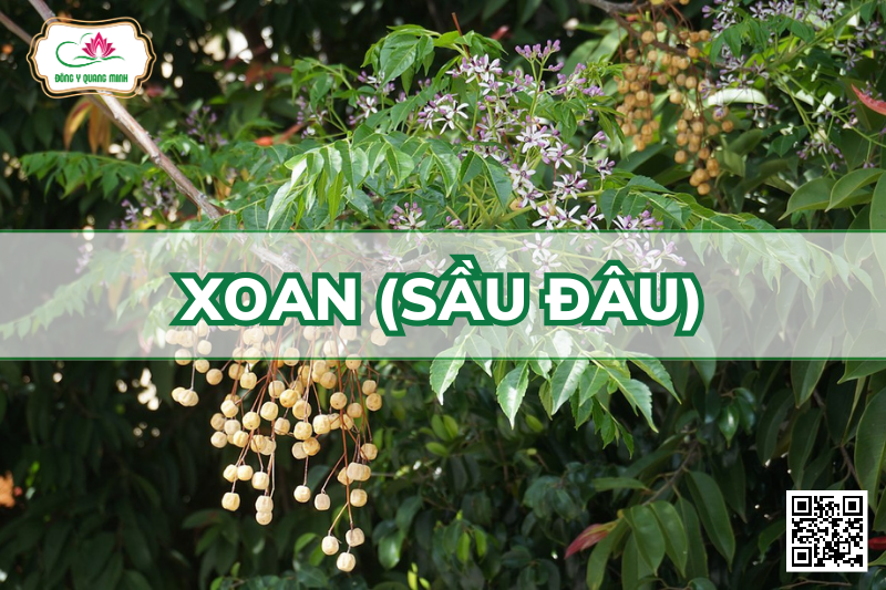 Xoan (Sầu Đâu)