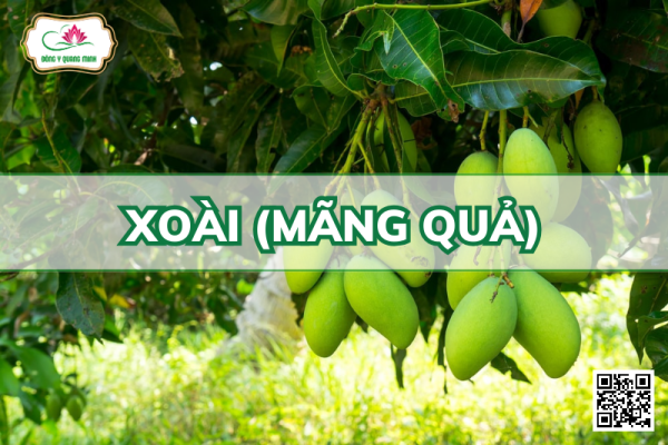Xoài (Mãng Quả)