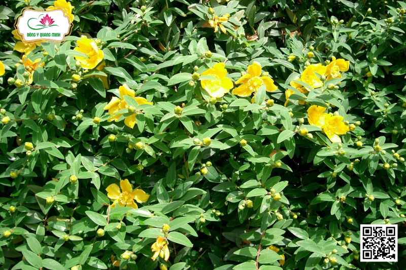 Vị Thuốc Ban Tròn