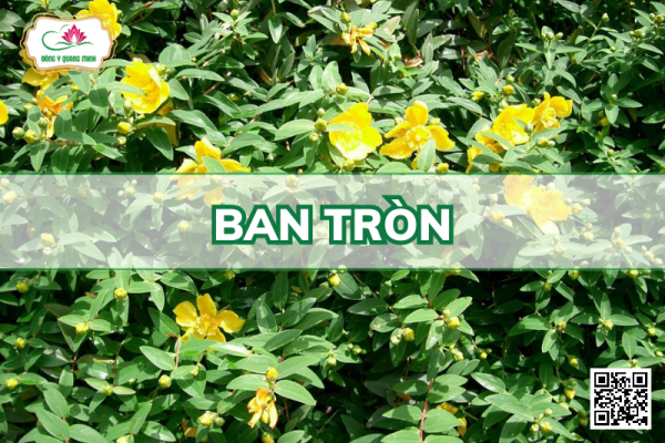 Vị Thuốc Ban Tròn