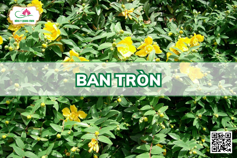 Vị Thuốc Ban Tròn