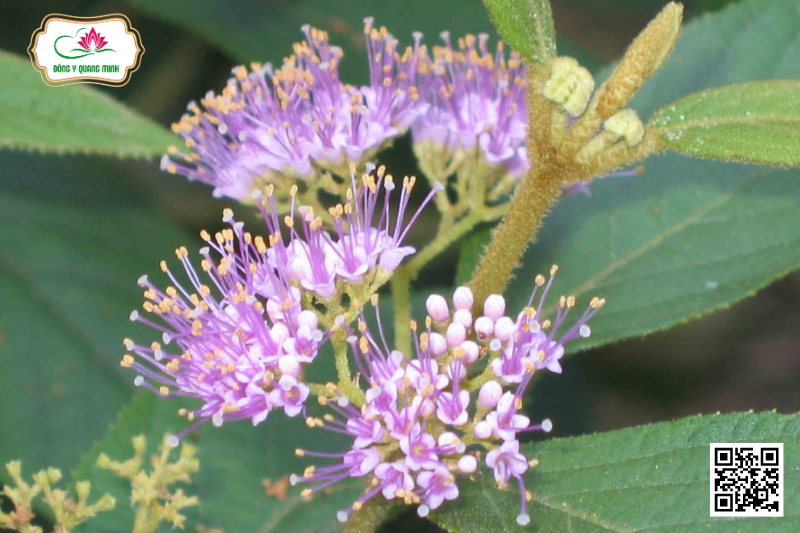 Tử Châu Hoa Trần