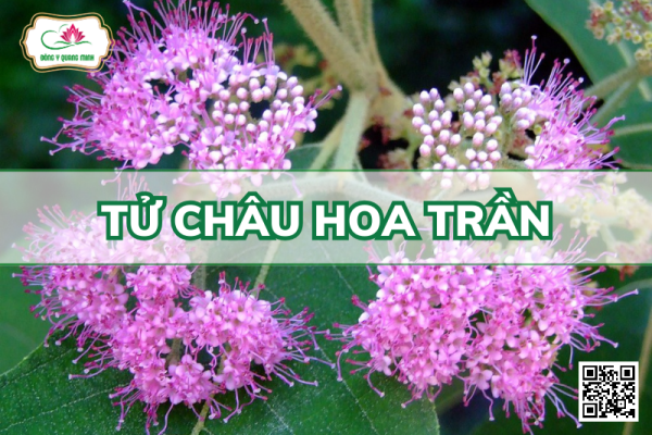 Tử Châu Hoa Trần