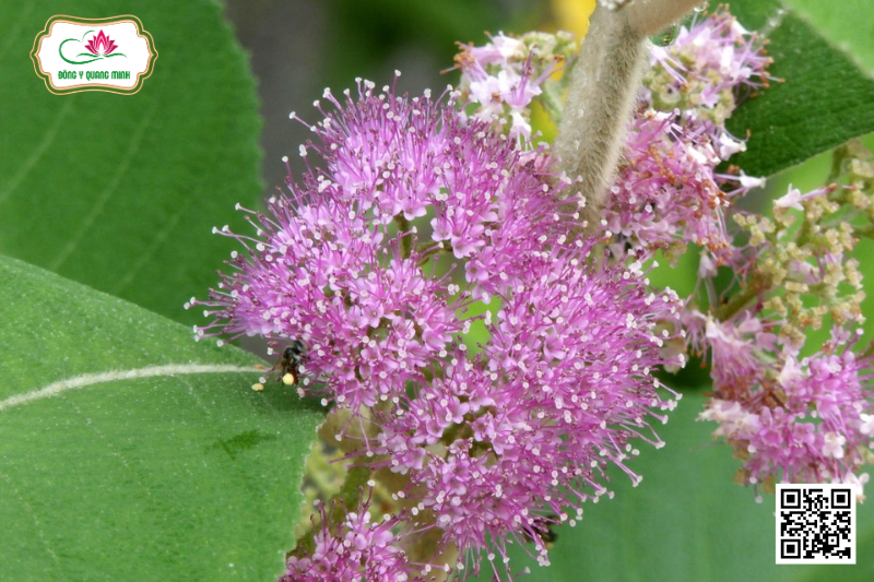 Callicarpa nudiflora Hook et Arn