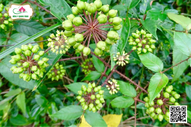 Cây Đơn Châu Chấu