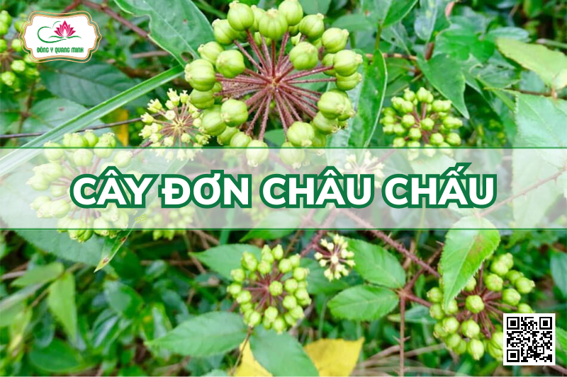 Cây Đơn Châu Chấu