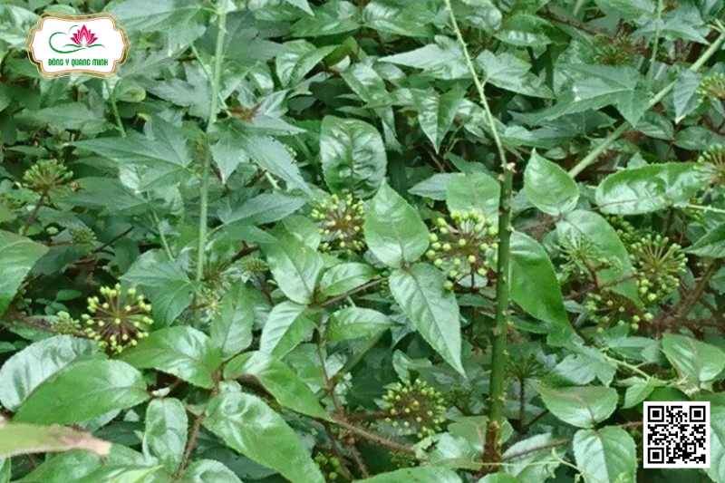 Cây Đơn Châu Chấu