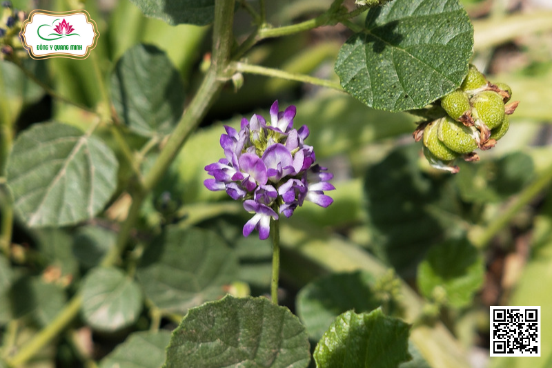 Phá Cố Chỉ (Bổ Cốt Chỉ, Phá Cốt Tử)