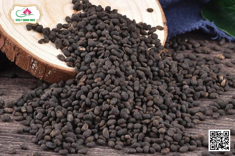 Phá Cố Chỉ (Bổ Cốt Chỉ, Phá Cốt Tử)