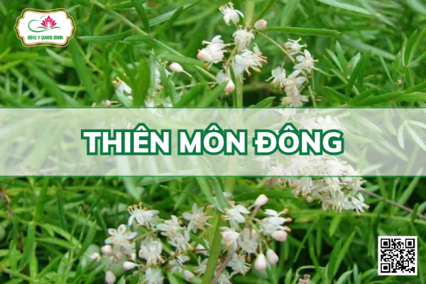 Thiên Môn Đông