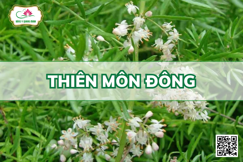 Thiên Môn Đông