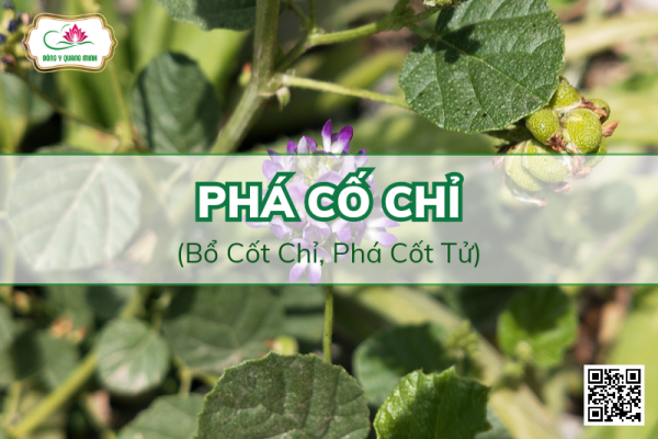 Phá Cố Chỉ (Bổ Cốt Chỉ, Phá Cốt Tử)