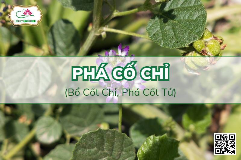 Phá Cố Chỉ (Bổ Cốt Chỉ, Phá Cốt Tử)