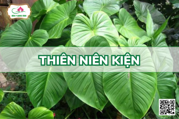 Thiên Niên Kiện