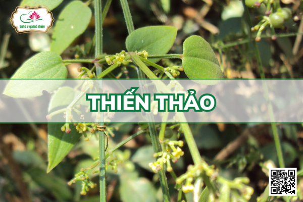 Thiến Thảo