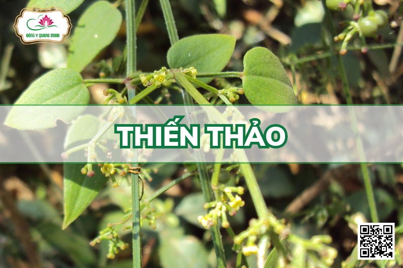 Thiến Thảo