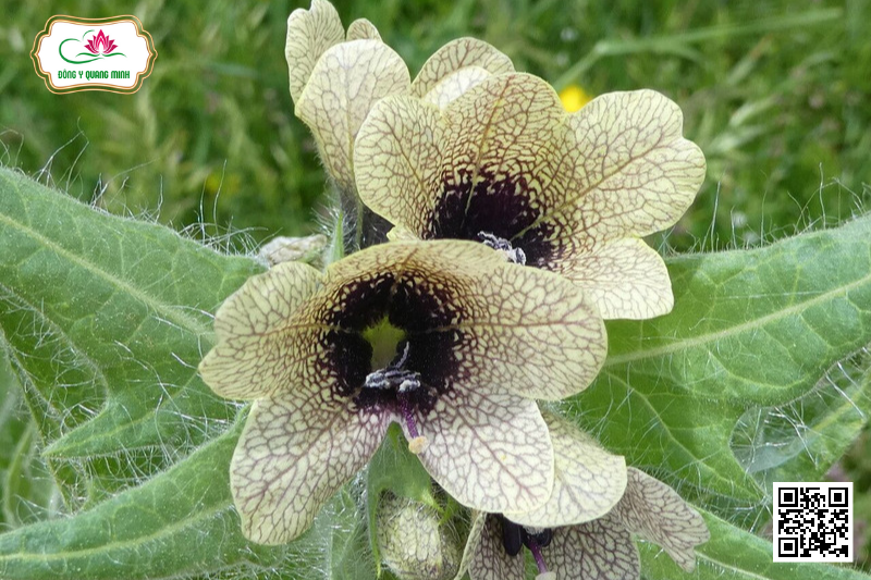 Thiên Tiên Tử (Sơn Yên Tử)