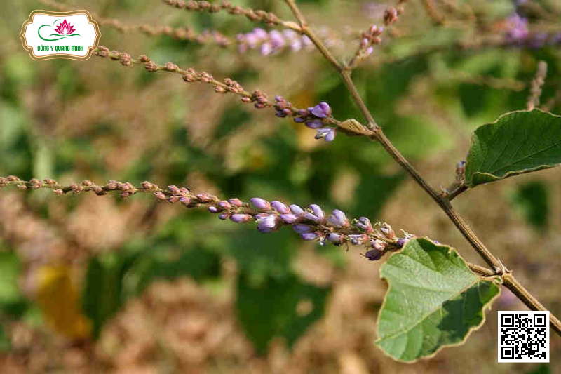 Thóc Lép (Cỏ Cháy)