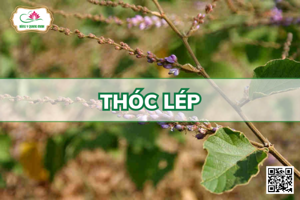 Thóc Lép (Cỏ Cháy)