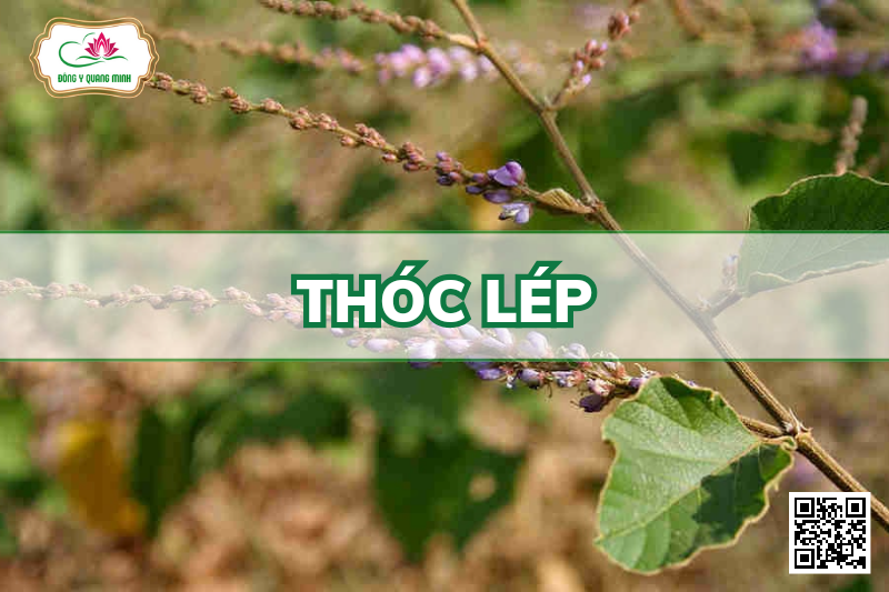 Thóc Lép (Cỏ Cháy)