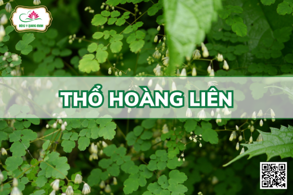 Thổ Hoàng Liên