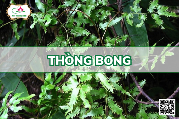 Thòng bong