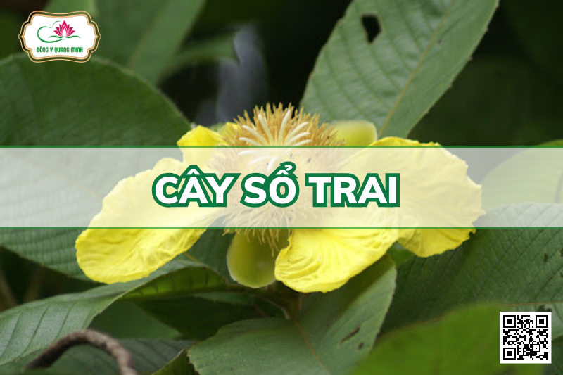 Cây sổ trai