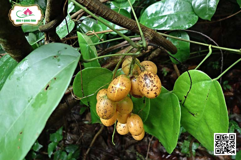 Vàng Đắng (Dây Đằng Giang, Hoàng Đằng)