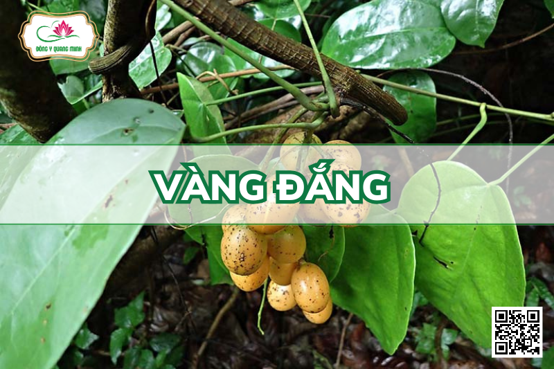 Vàng Đắng (Dây Đằng Giang, Hoàng Đằng)