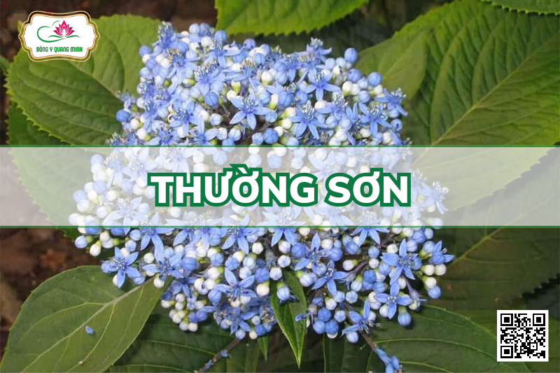 Thường sơn