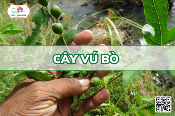 Cây Vú Bò