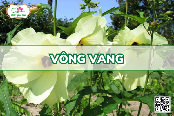 Vông vang