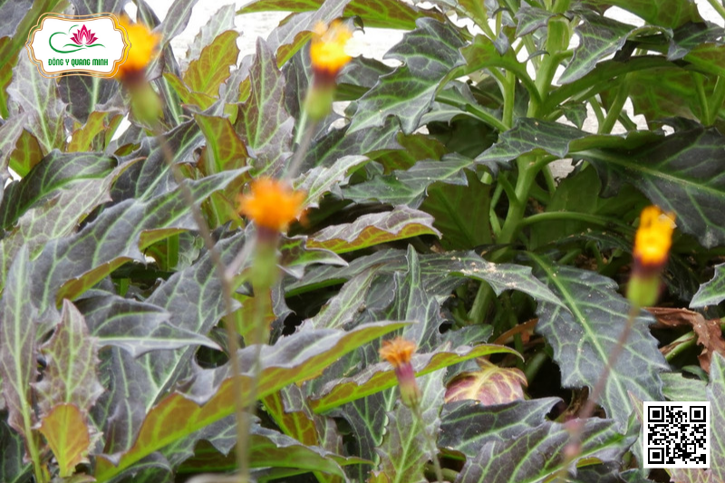 Cây thổ tam thất