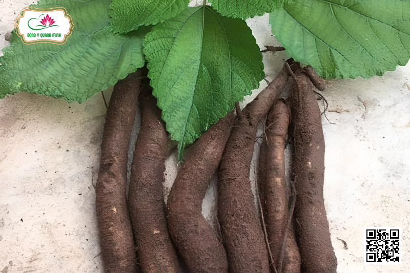 Củ Gai - Vị Thuốc Đa Công Dụng Trong Đông Y