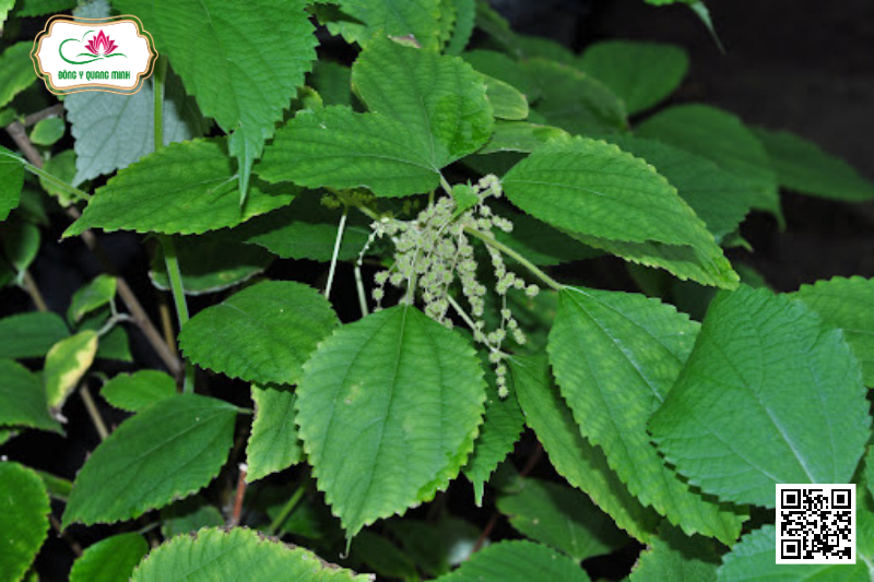 Củ Gai - Vị Thuốc Đa Công Dụng Trong Đông Y