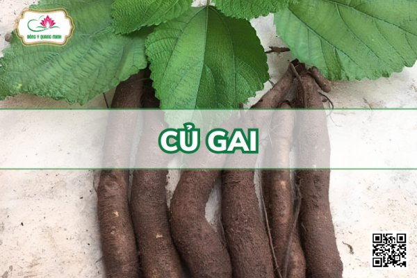 Củ Gai - Vị Thuốc Đa Công Dụng Trong Đông Y