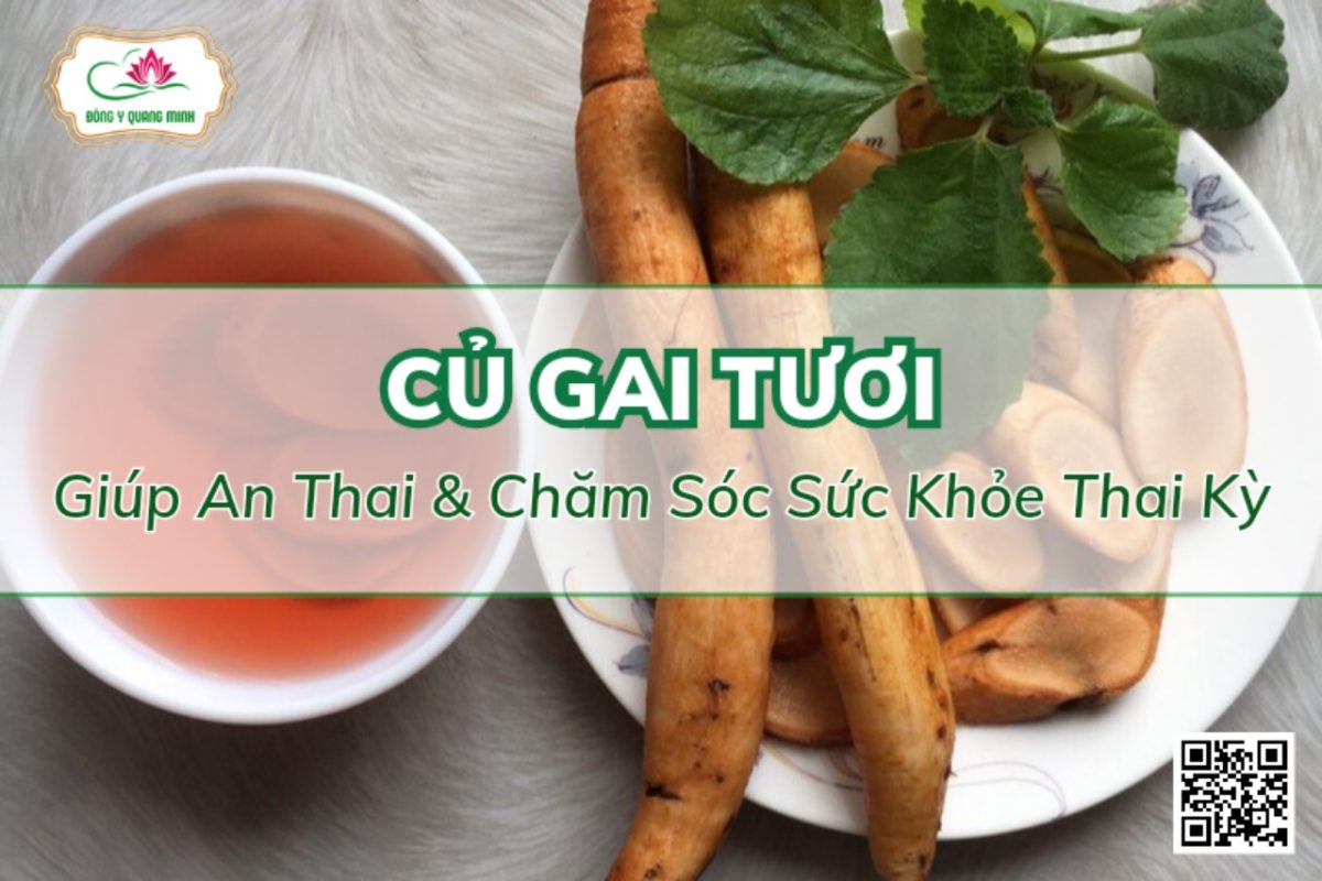 Củ Gai Tươi – Giúp An Thai Và Chăm Sóc Sức Khỏe Thai Kỳ