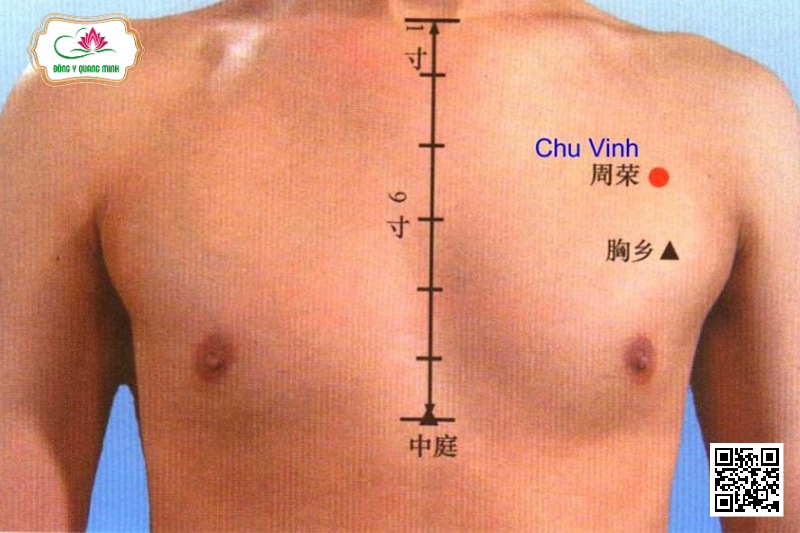 Vị Trí Và Tác Dụng Của Huyệt Chu Vinh
