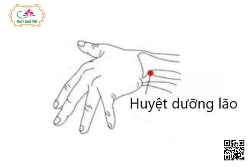 Vị Trí Và Tác Dụng Của Huyệt Dưỡng Lão