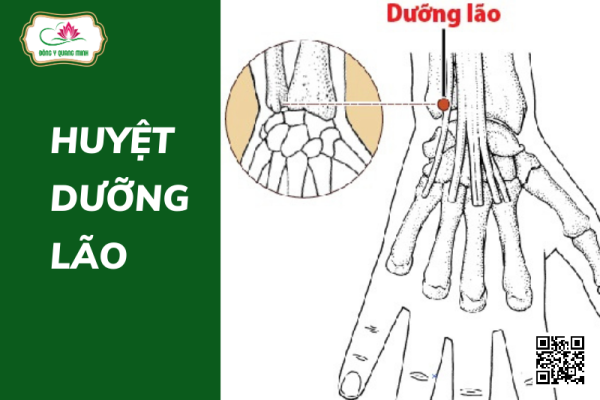 Vị Trí Và Tác Dụng Của Huyệt Dưỡng Lão