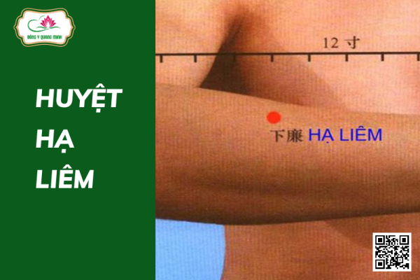 Vị trí và ý nghĩa tên gọi huyệt Hạ Liêm