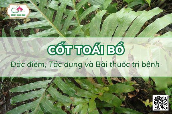 Cốt Toái Bổ - Dược Liệu Quý Bổ Thận, Mạnh Xương, Chỉ Thống