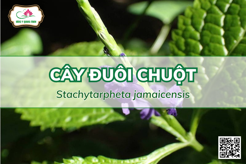 Công Dụng Của Cây Đuôi Chuột