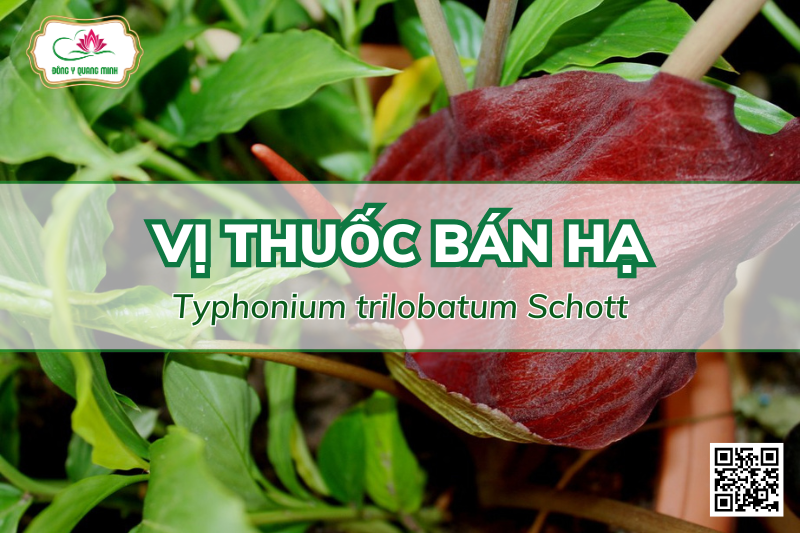 Tác Dụng Của Vị Thuốc Bán Hạ