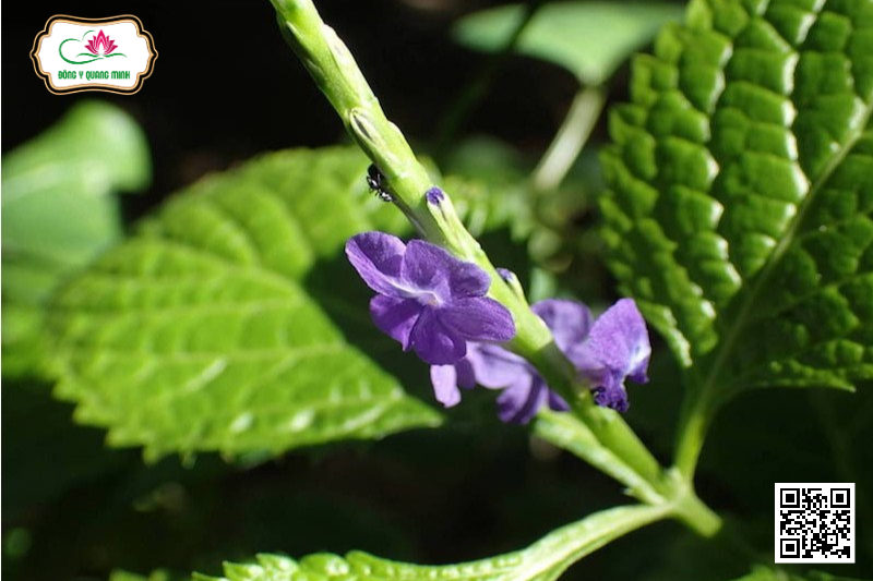 Công Dụng Của Cây Đuôi Chuột