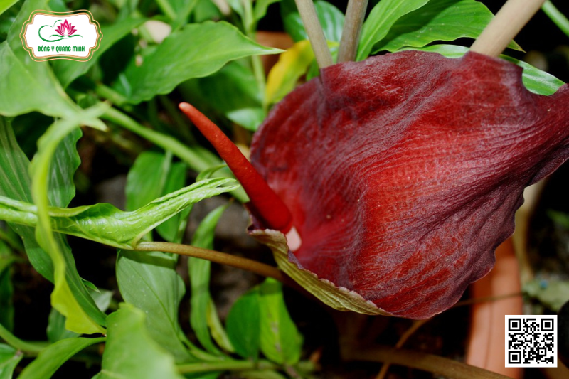 Tác Dụng Của Vị Thuốc Bán Hạ