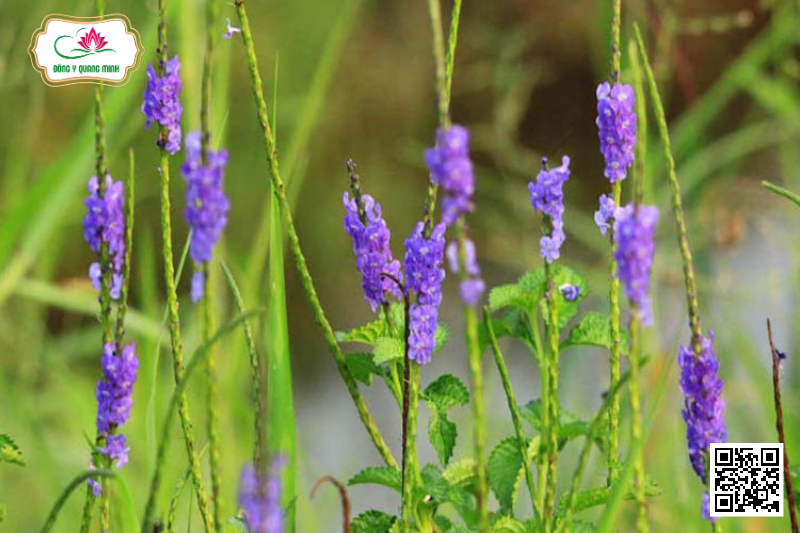 Công Dụng Của Cây Đuôi Chuột