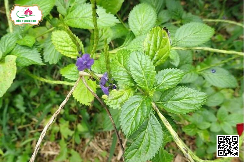 Công Dụng Của Cây Đuôi Chuột